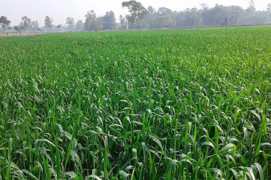 A view of a wheat field at Nishbetganj in Rangpur Sadar Upazila 	— FE Photo