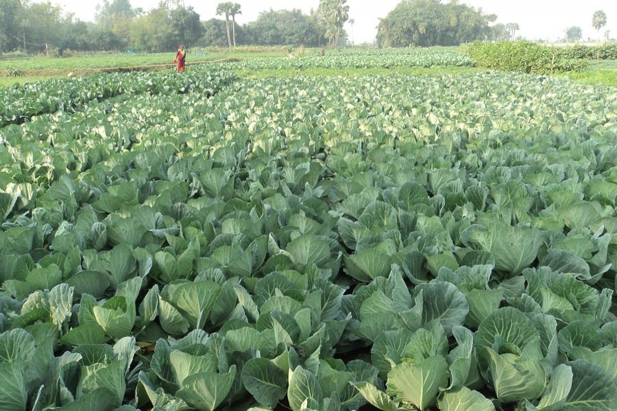 Natore farmers getting good yield of winter vegetables adopting latest production techniques 	— FE Photo