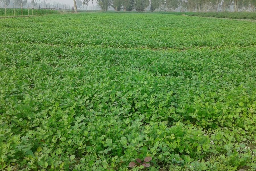 A view of the coriander leaves field at Char Nazirdaho village under Kawnia upazila of Rangpur district	— FE Photo