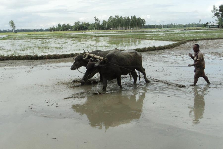 A farmer preparing Boro cropland with buffaloes to transplant the seedlings at Nandigram upazila of Bogura district 	— FE Photo