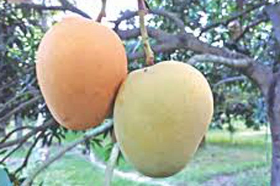 GI recognition makes C’nawabganj Khirshapat mango growers happy