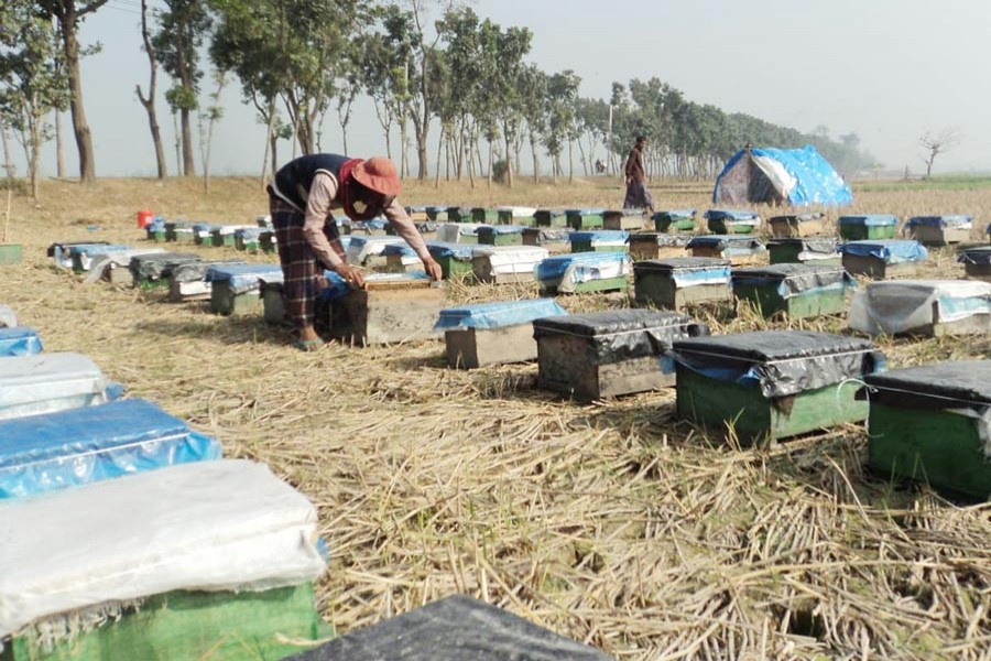 A beekeeper collecting honey at a field in Sirajganj 	— FE Photo