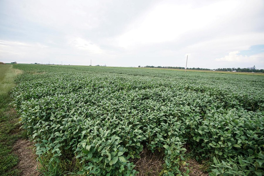 Acres of soybeans are seen at the Pioneer-DuPont Seed facility in Addieville, Illinois, US, September 19, 2018. Reuters/Files