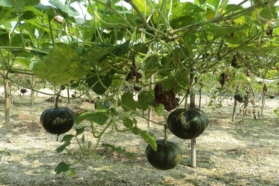 Pumpkins seen at a field at Akkelpur upazila in Joypurhat 	— FE Photo