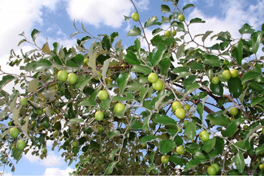 Growers become  self-reliant cultivating plum in Tangail