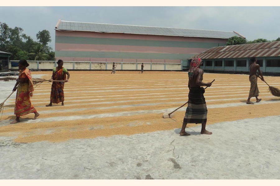 Day labourers drying paddy at a rice mill under Manda upazila of Naogaon district 	— FE Photo