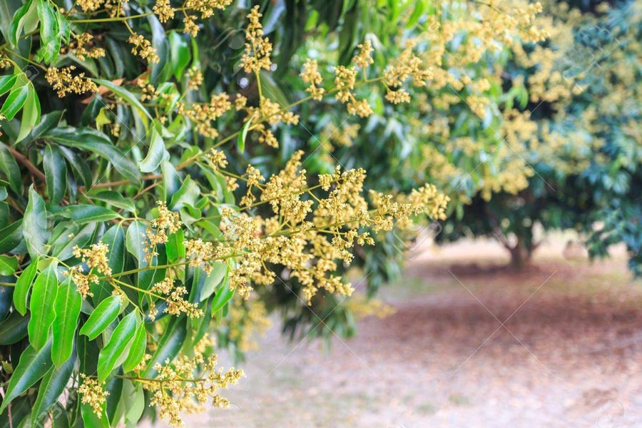 Excellent litchi blooming in Rangpur agriculture region