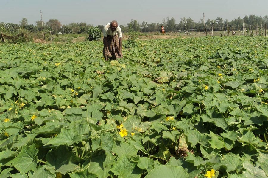 A farmer plucking cucumber from his field under Shingra upazila of Natore district 	— FE Photo