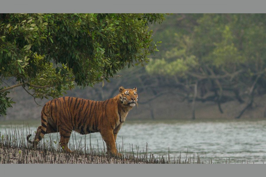 Scientist says the last coastal stronghold of an iconic predator, the endangered Bengal tiger, could be destroyed by climate change and rising sea levels over the next 50 years. Photo: Wikipedia