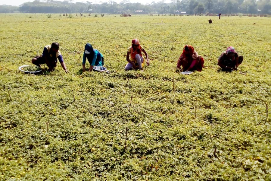 Field workers harvesting bitter gourd at a Silna Purbapara village field under Raghunathpur union of Gopalganj Sadar on Sunday	— FE Photo