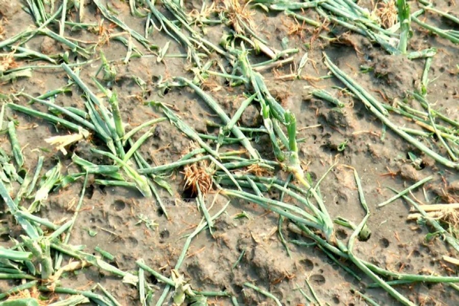 Hailstorms leave behind a trail of destruction on a onion field in Kushtia in the early morning of Sunday