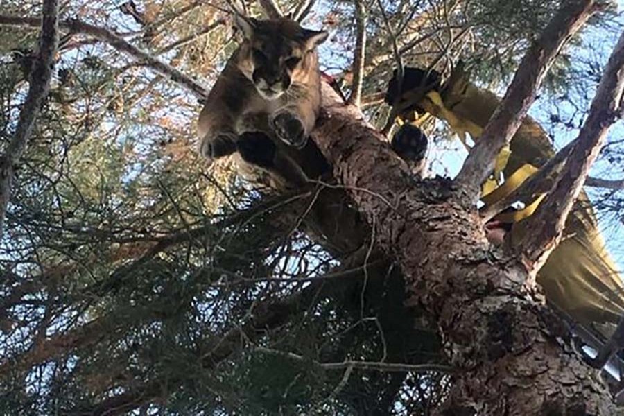 Firefighters arrived within minutes to extract the animal. Photo: California Department of Fish and Wildlife