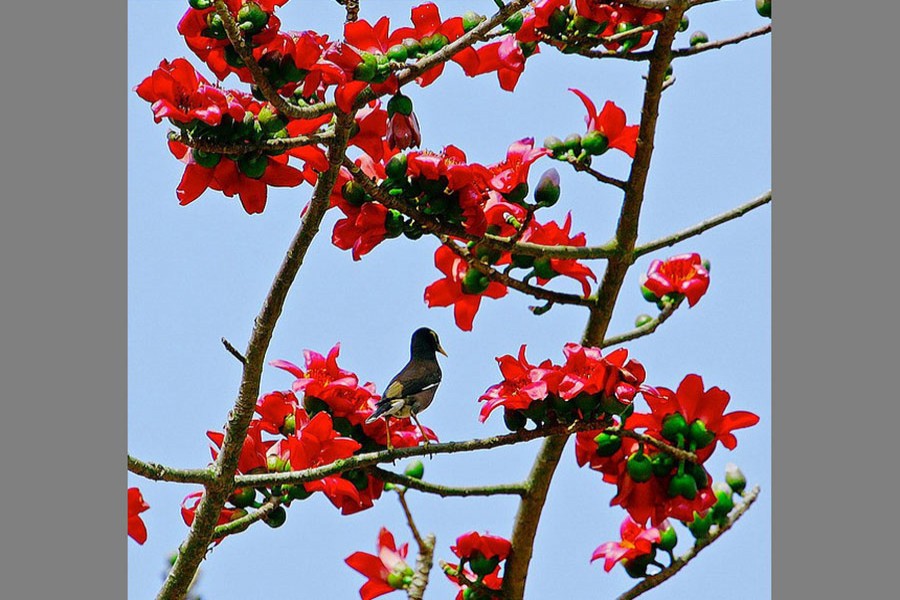 Shimul is a leading spring flower of Bangladesh