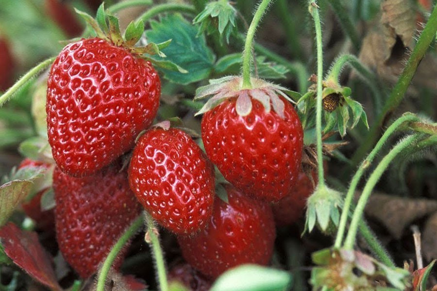 Strawberry farming attracting youths in Rajshahi