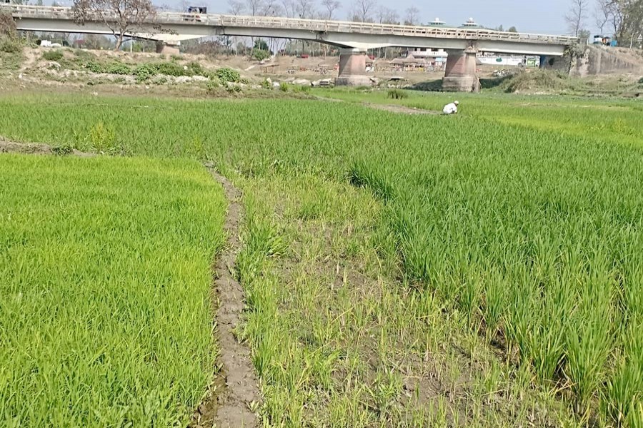 Farmers growing paddy on the dried up Ghaghot riverbed in Nisbetganj area under Rangpur Sadar   	— FE Photo