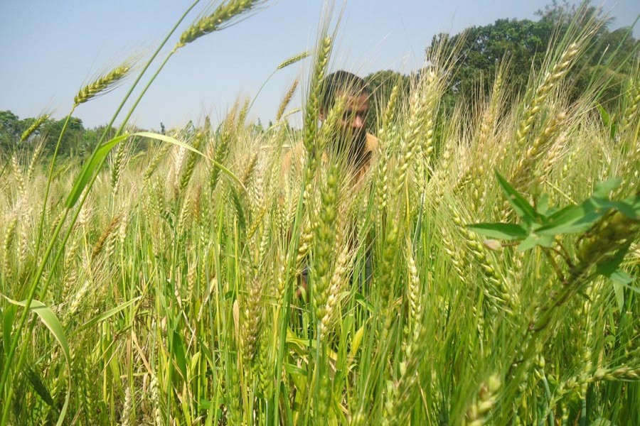 A view of a wheat field in Magura Sadar upazila. The photo was taken on Thursday  	— FE Photo