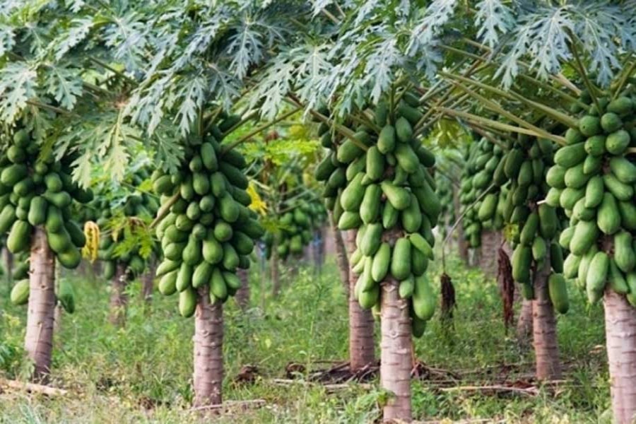 Papaya farming gains popularity in Panchagarh