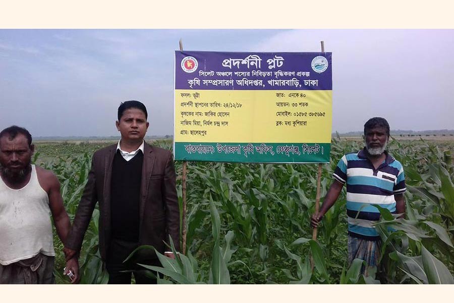 Farmers and a DAE official at a demonstration field of maize in Fenchuganj upazila of Sylhet       	— FE Photo