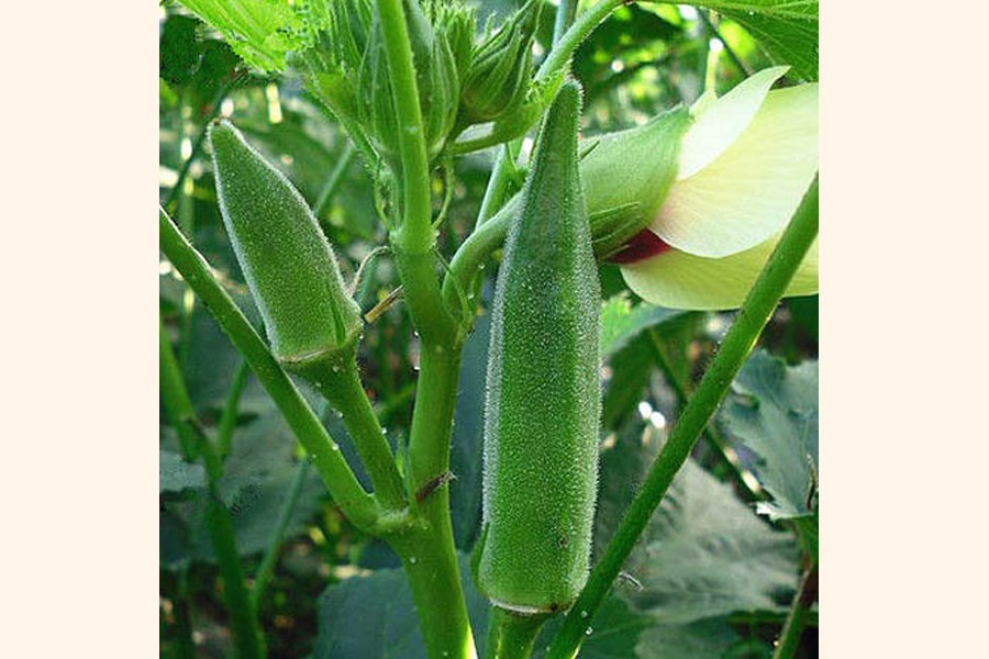 Okra cultivation uplifts farmers’ lot in Magura