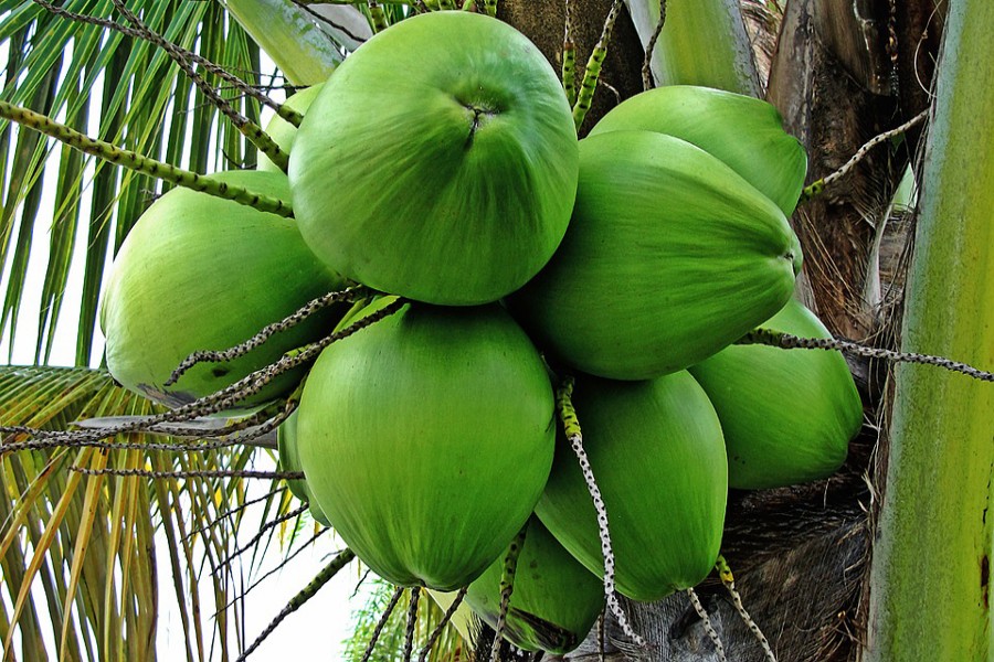 Coconut cultivation up in Tangail district