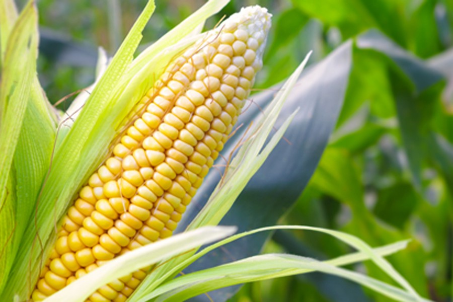 88,624 hectares of land come under maize farming in six districts