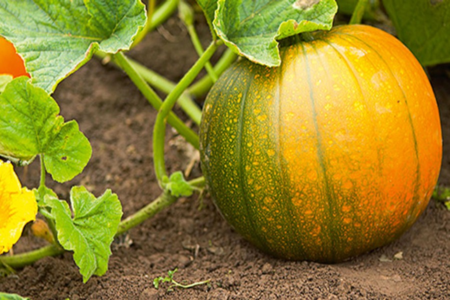 Rajshahi farmers achieve  ample pumpkin yield