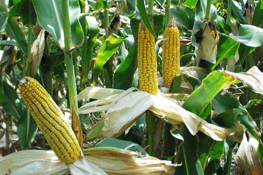 Record maize production likely in five districts