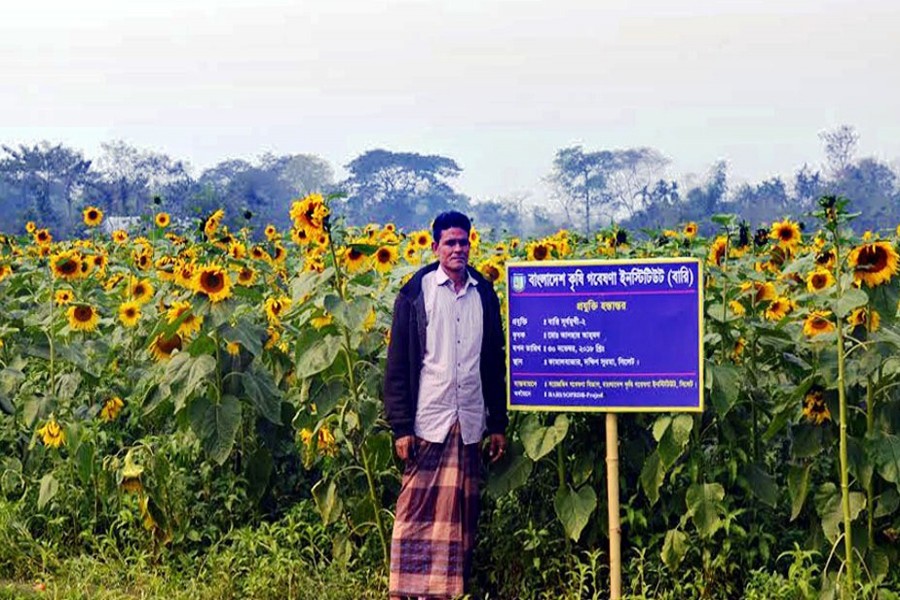 Sunflower cultivator Faysal Ahmed standing in front of his sunflower field in Kumargaon village under Sadar upazila in Sylhet district     	— UNB Photo