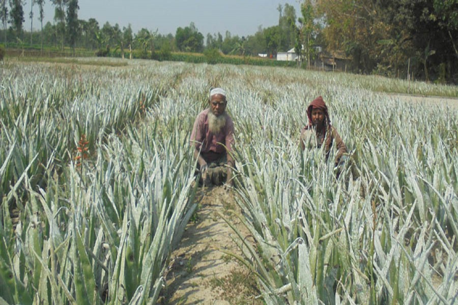 Farmers taking care of an aloe vera field in Maria village under Shajahanpur upazila of Bogura district on Saturday    	— FE Photo