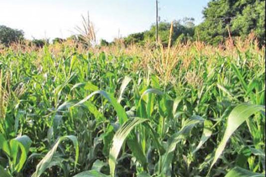 Maize farming on the increase in Rajshahi