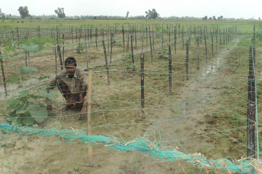 A farmer taking care of his bottle gourd field at Madhipukur village under Akkelpur upazila of Joypurhat on Sunday    	— FE Photo