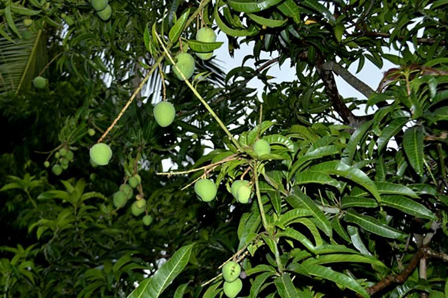 'Deploy police in mango orchards to stop use of toxic chemicals'