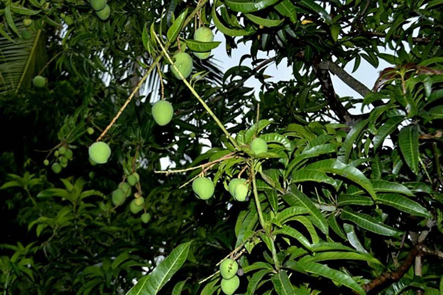 Preserving the age-old image of mangoes      