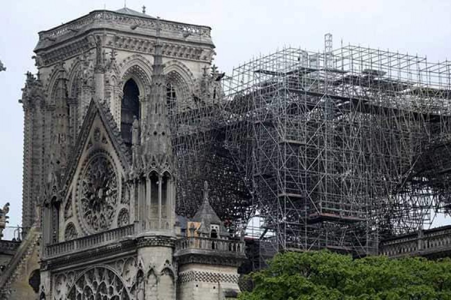 Notre Dame’s bees survive cathedral blaze