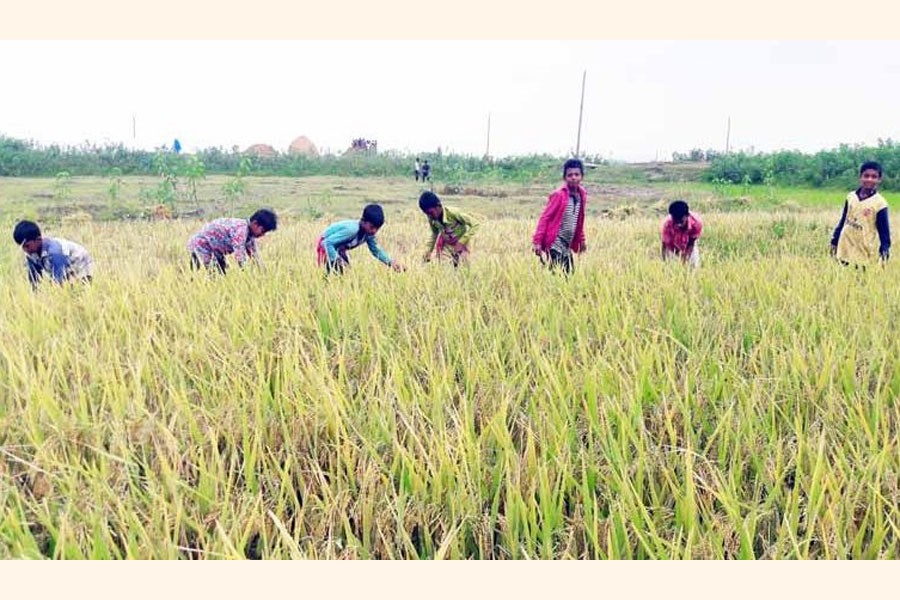 A group of school students harvesting Boro paddy in a village of Sunamganj district on Thursday  	— FE Photo