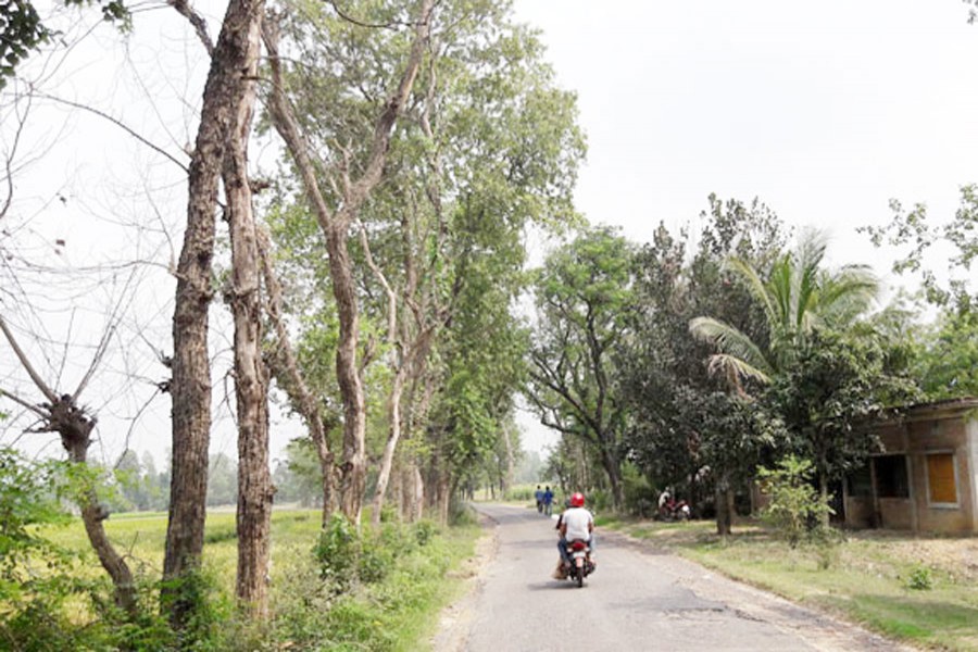 Dead trees in Barind region  pose threat to passersby