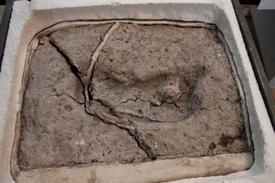 An ancient footprint is pictured, having formed cracks due to desiccation after being extracted from its original site, in Osorno, Chile sometime in April 2019. - Universidad Austral de Chile, Laboratorio de Sitio Pilauco/Handout via Reuters