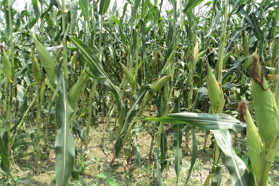 A partial view of a maize field in Chupinagar village under Shajahanpur upazila of Bogura district 	— FE Photo