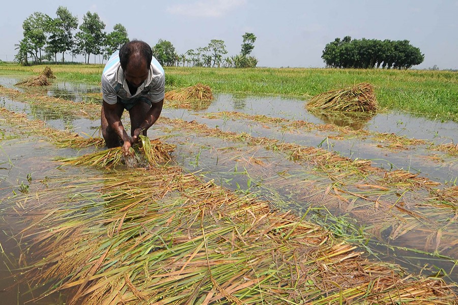 A farmer harvesting his paddy yet to ripen fully in East Bogura on Sunday in the wake of the cyclone Fani that flattened the field with the crops going under water — Focus Bangla