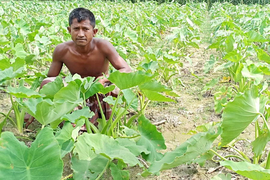 A farmer at his arum field in Chhilimpur village under Pirganj upazila of Rangpur on Monday    	— FE Photo