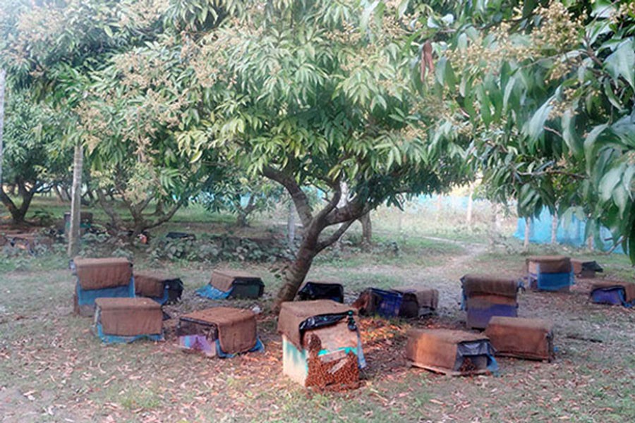 Bee boxes have been set up at a litchi orchard in the Chapila area under Gurudaspur upazila of Natore district  	— FE Photo