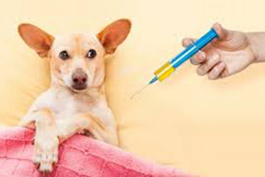 Dog vaccination in city from May 14