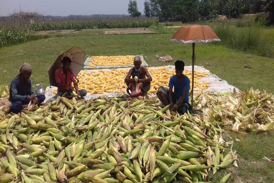 Farmers sorting out newly-harvested maize in front of a crop field under Golapganj upazila of Sylhet district    	— FE Photo