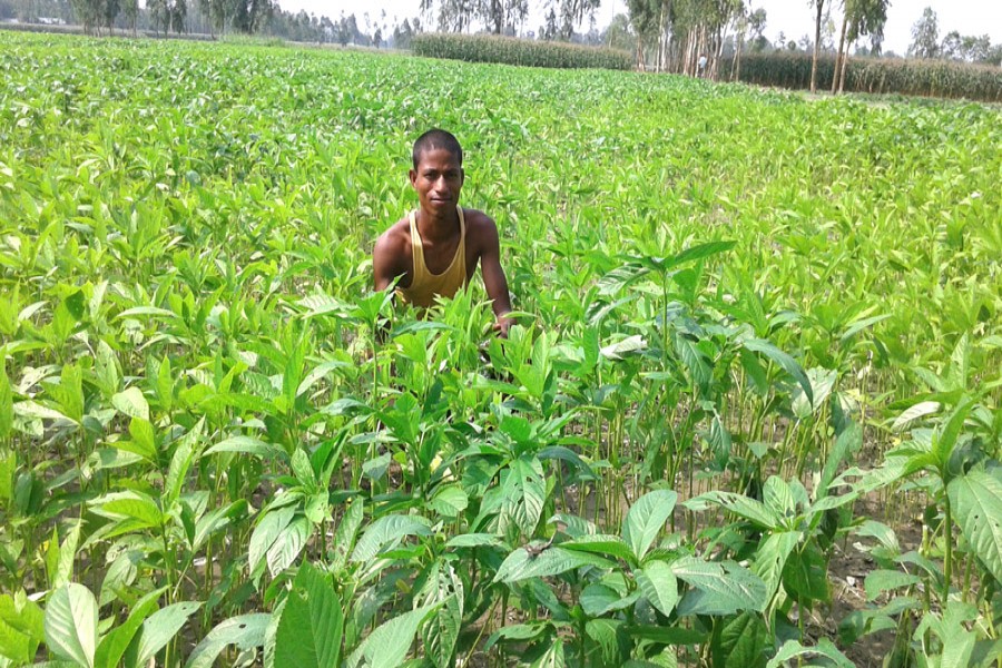 A labourer working in a jute field in Thakurdas village under Kawnia upazila of Rangpur on Saturday     	— FE Photo