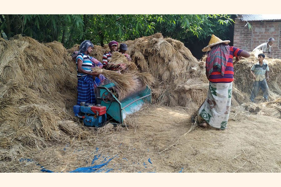 Farm workers passing busy time threshing the newly-harvested Boro paddy at Palsha village under Chapainawabganj on Thursday    	— Focus Bangla Photo