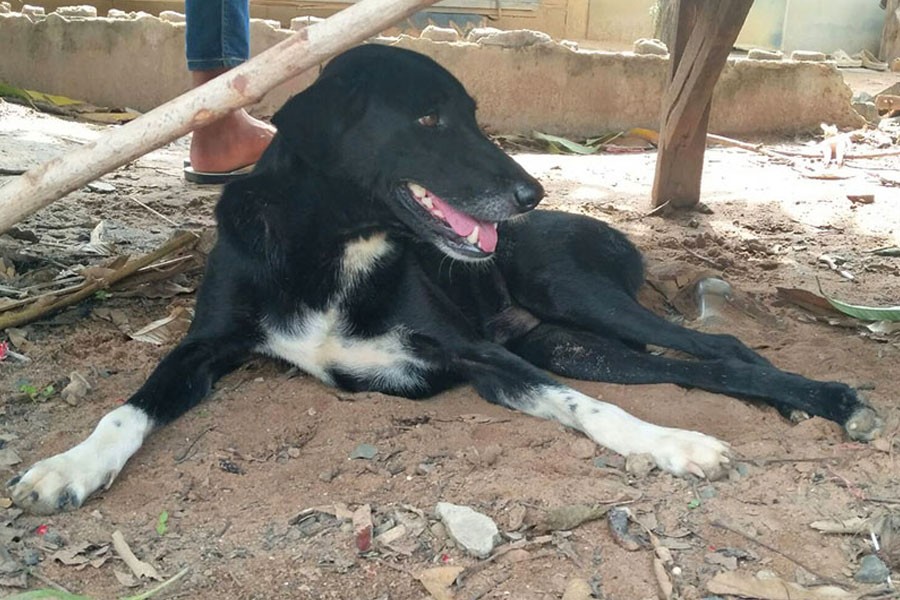 Ping Pong the dog is disabled since being hit by a car - Photo: Khaosod Newspaper