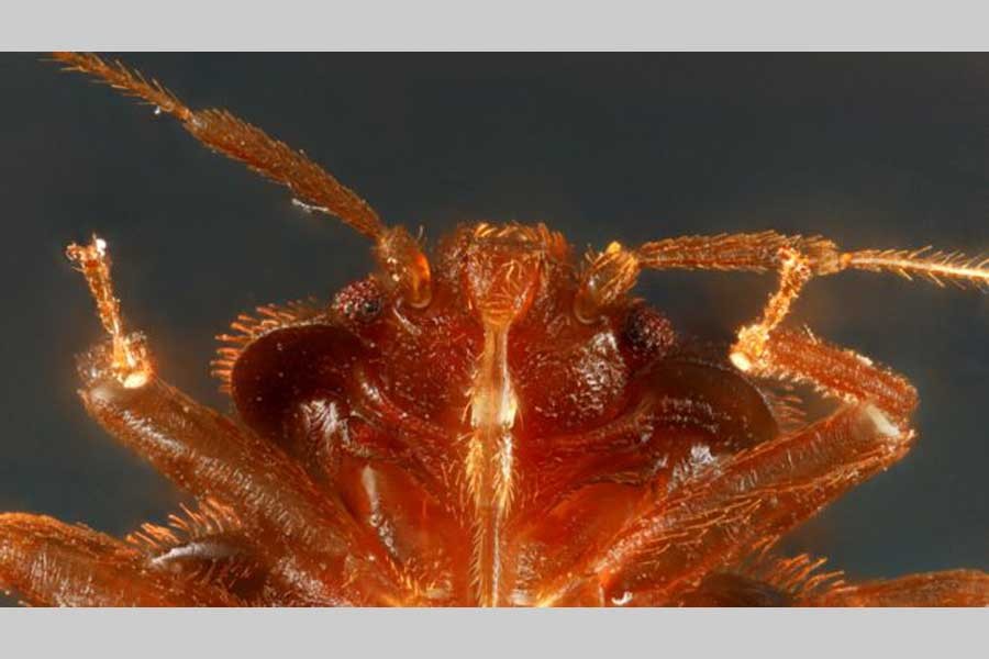 Bedbugs more ancient than dinosaurs