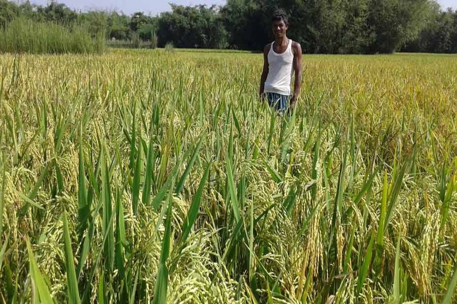 A farmer takes care of his Aman field in Baniapara village of Taraganj upazila in Rangpur in September 2017.— FE Photo/Files