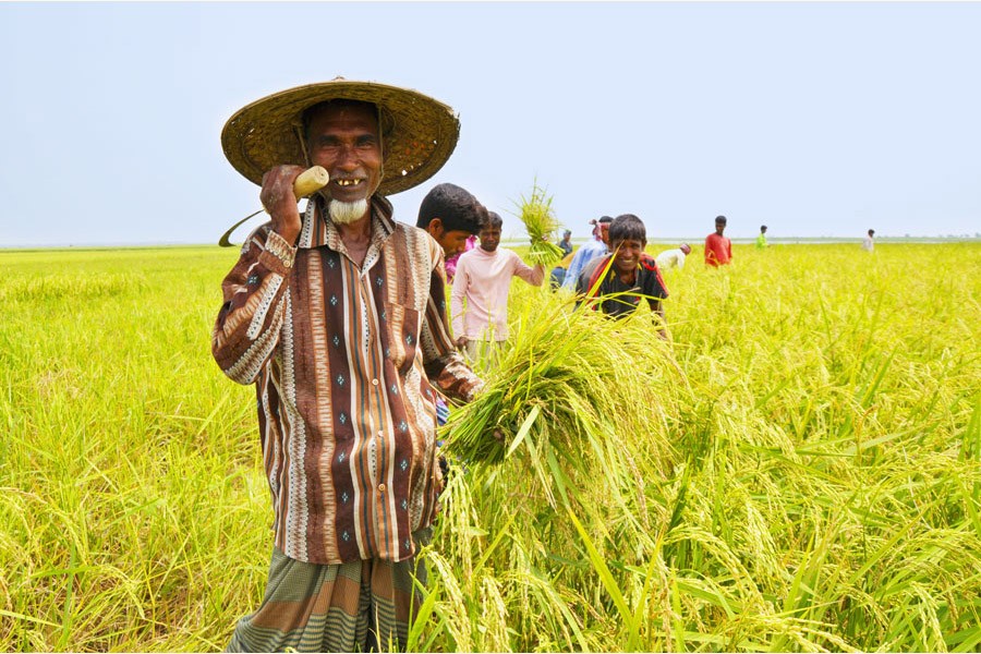 Giving paddy farmers their due share