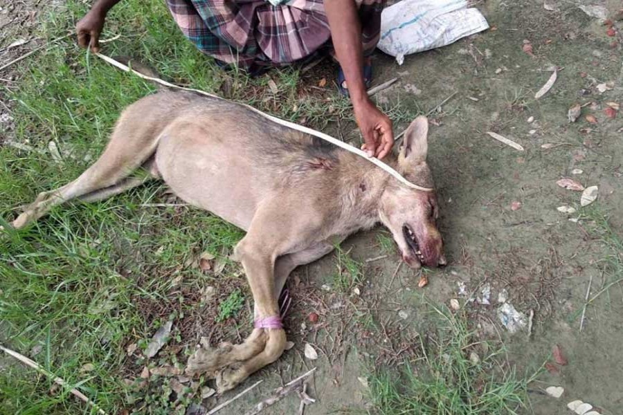 Extinct wolf ‘beaten to death’ in Barguna